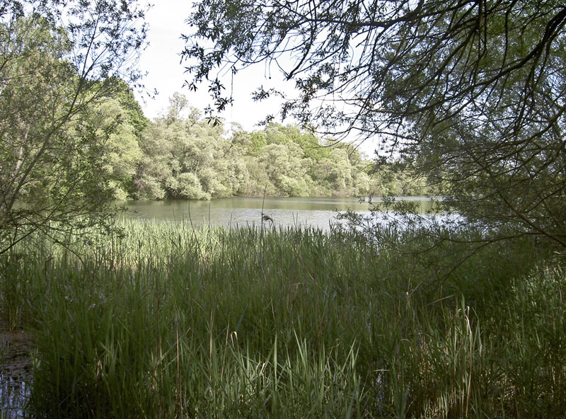 Alter Echinger See - Baggersee am Hart (Eching, Bayern)