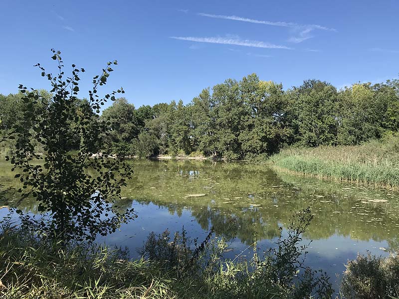 Alter Echinger See - Baggersee am Hart (Eching, Bayern)