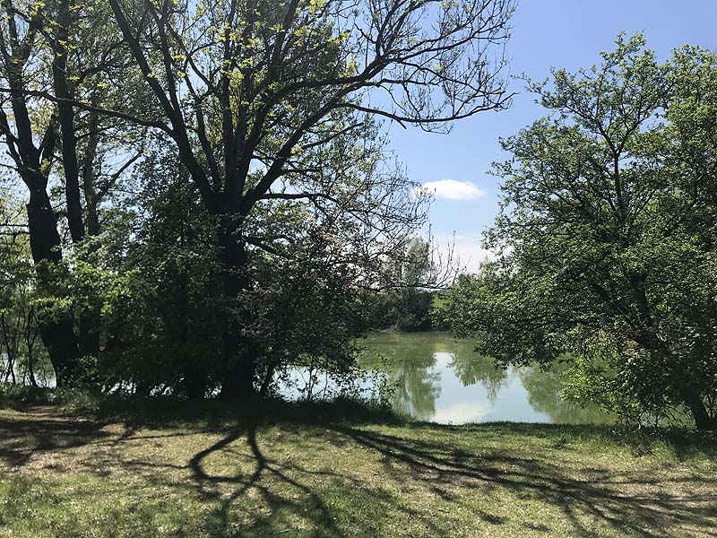 Alter Echinger See - Baggersee am Hart (Eching, Bayern)