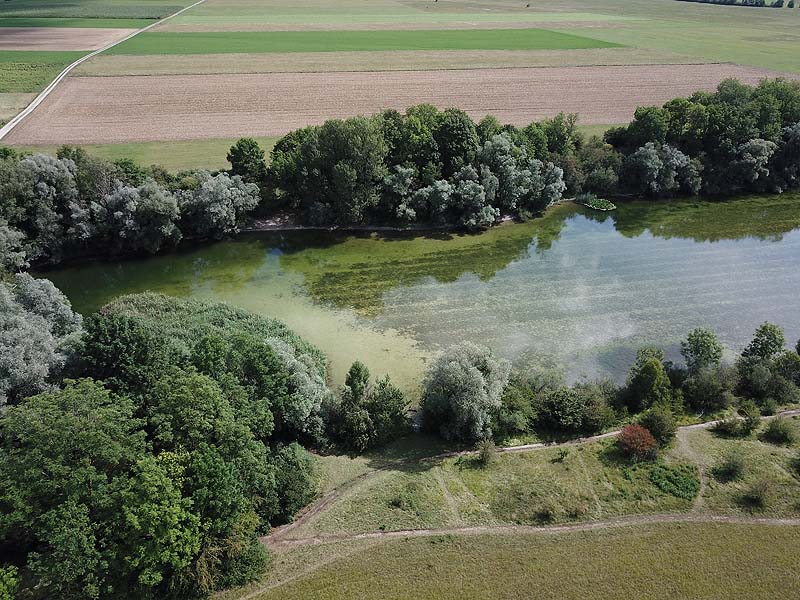 Luftaufnahme vom Alten Echinger See in Eching aus dem Jahr 2019