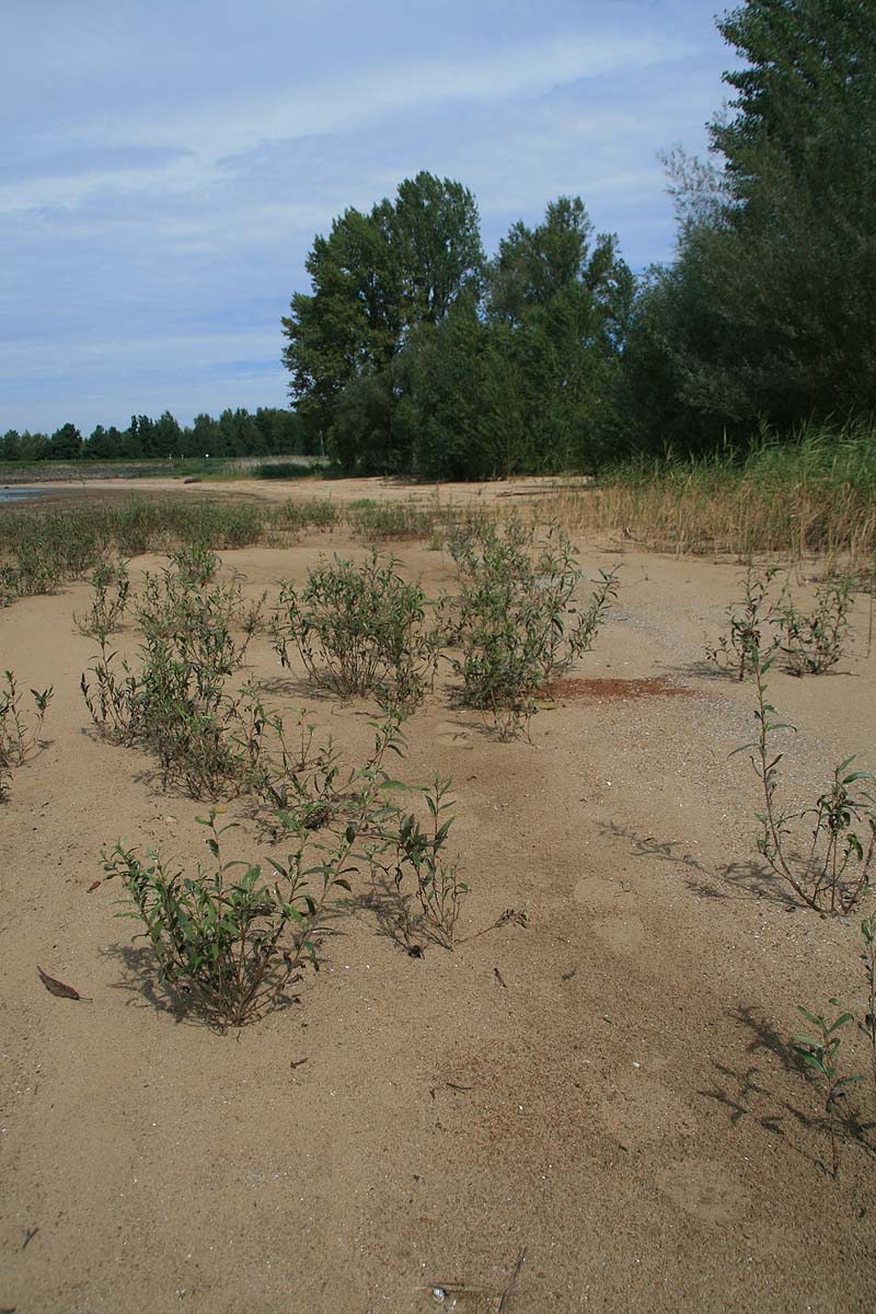 Campingplatz Bagenz (Bagenz, Brandenburg)