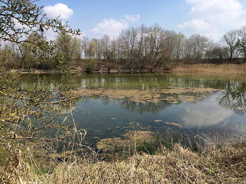 Alter Echinger See - Baggersee am Hart (Eching, Bayern)