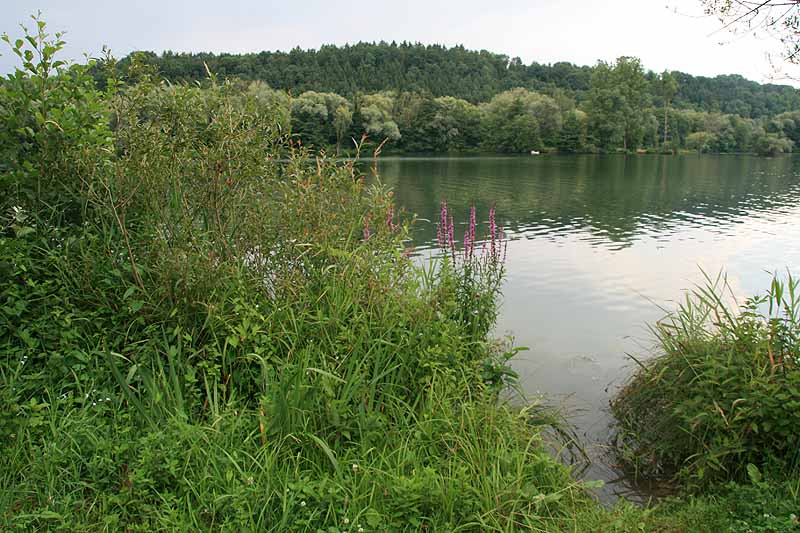 Baggersee Epple in Kirchentellinsfurt, Baden-Württemberg