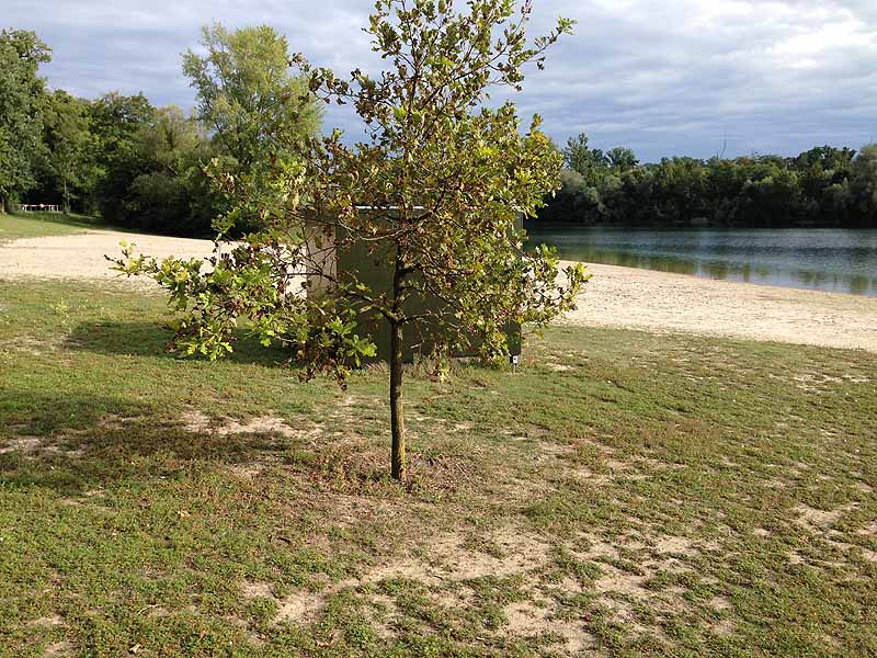 Breitenauer See (Linkenheim, Baden-Württemberg)