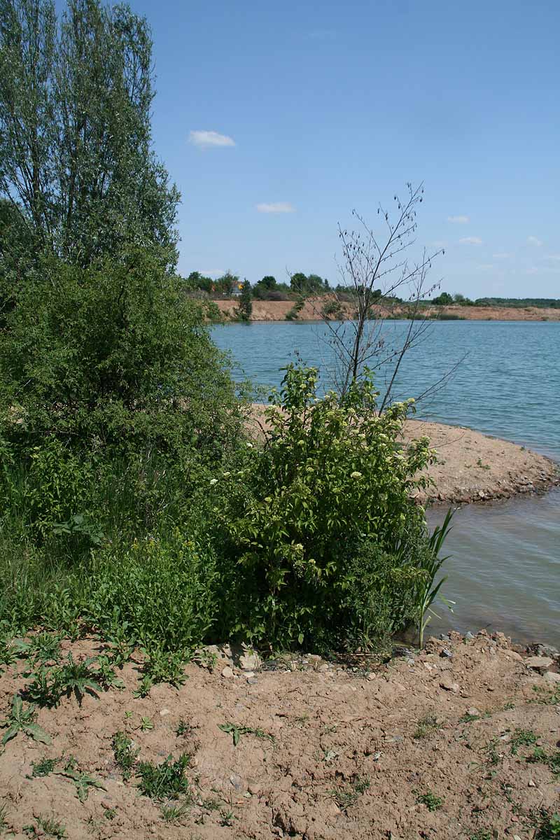 Baggersee (Dettelbach, Bayern)