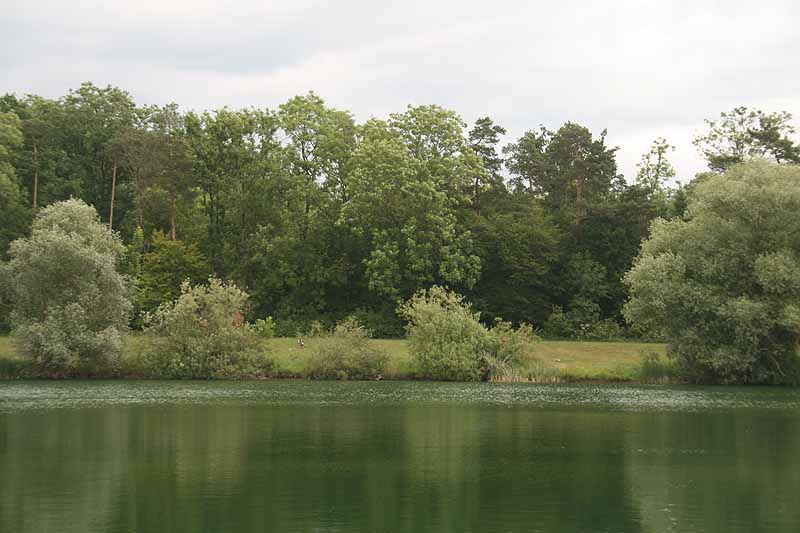 Baggersee (Erbach-Ersingen, Baden-Württemberg)