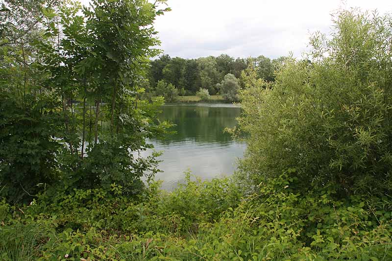 Baggersee (Erbach-Ersingen, Baden-Württemberg)