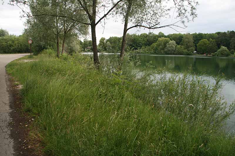 Baggersee (Erbach-Ersingen, Baden-Württemberg)