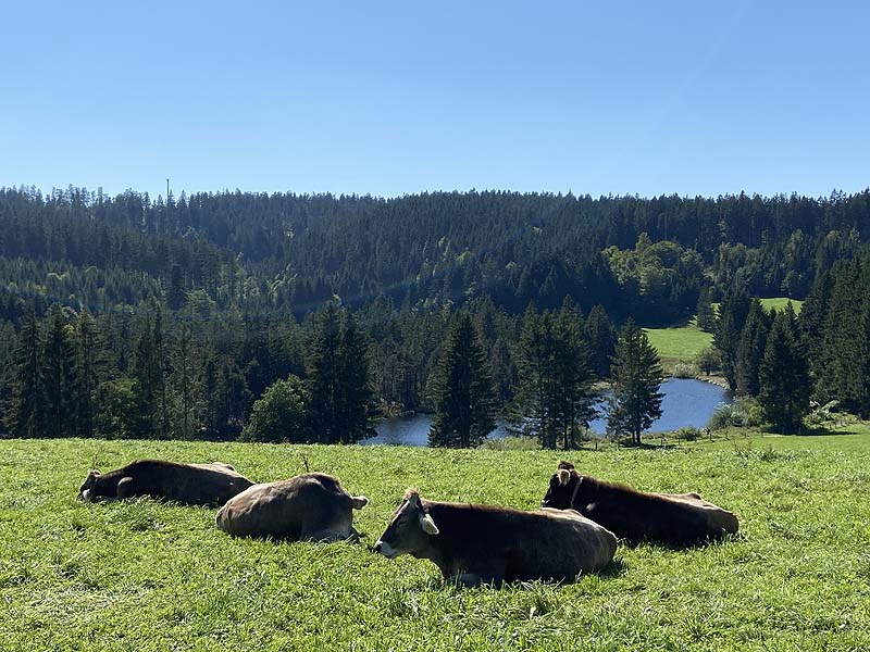 Der Badesee Eschacher Weiher in Buchenberg
