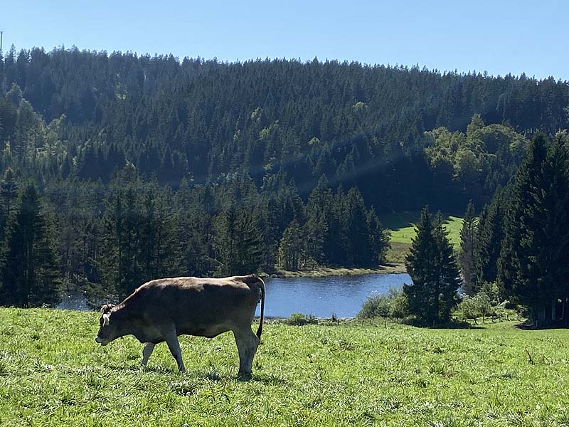 Der Badesee Eschacher Weiher in Buchenberg