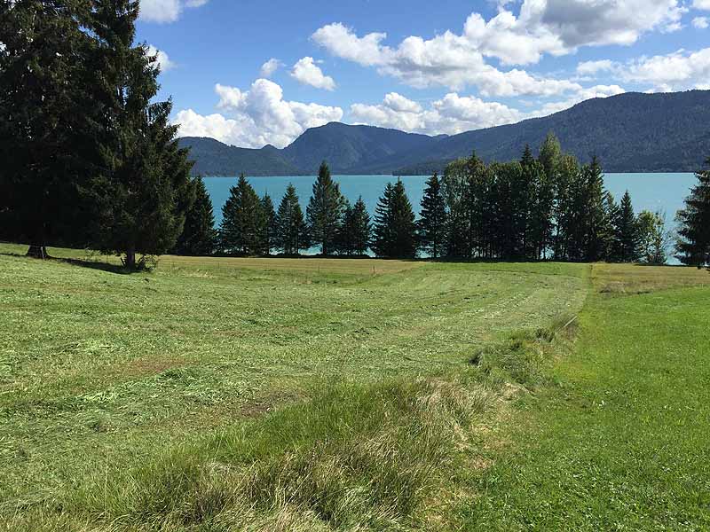 Halbinsel Zwergern im Walchensee (Walchensee, Bayern)
