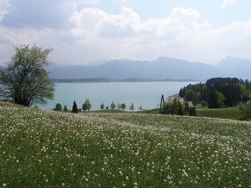 Forggensee (Bayern)