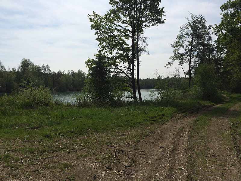 See im Wald (Geisling, Bayern)