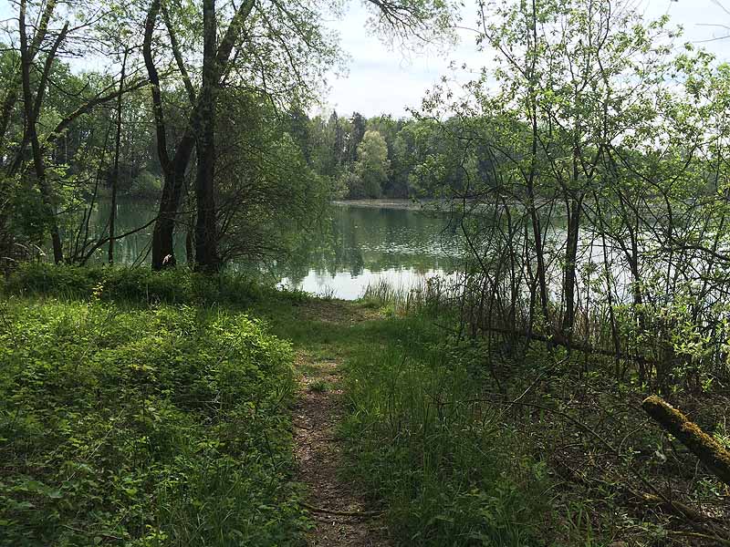 See im Wald (Geisling, Bayern)