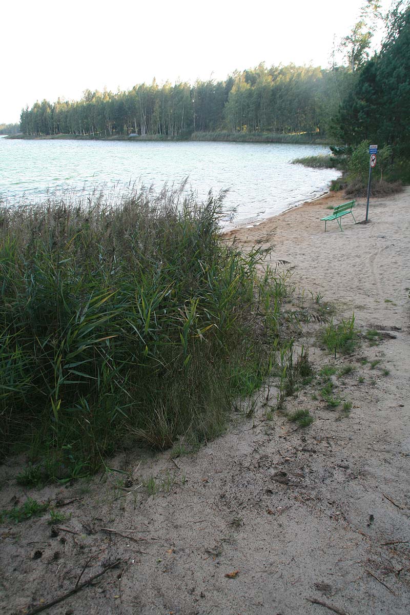 Grünewalder Lauch (Grünewalde, Brandenburg)