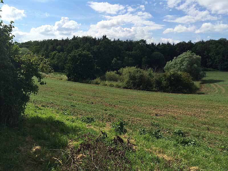 See Habichtsprung (Weimar, Thüringen)