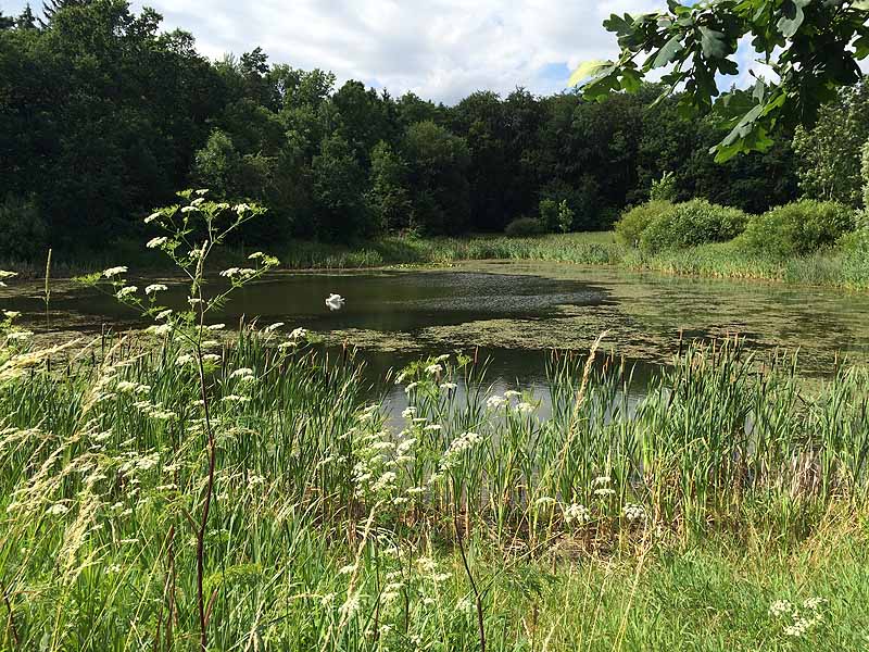 See Habichtsprung (Weimar, Thüringen)