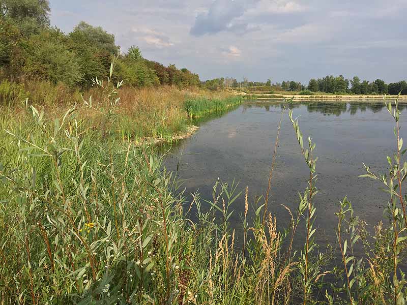 Hackerweiher (Deggendorf-Natternberg, Bayern)