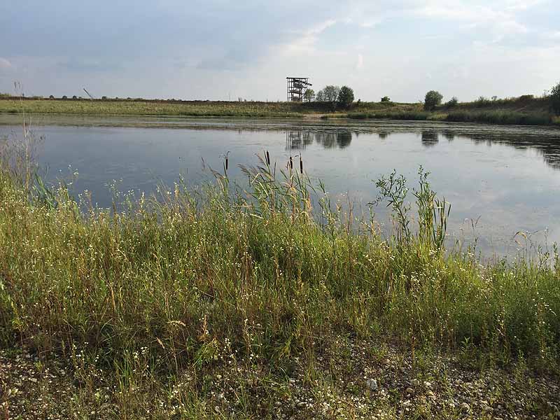 Hackerweiher (Deggendorf-Natternberg, Bayern)