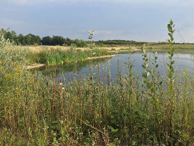 Hackerweiher (Deggendorf-Natternberg, Bayern)