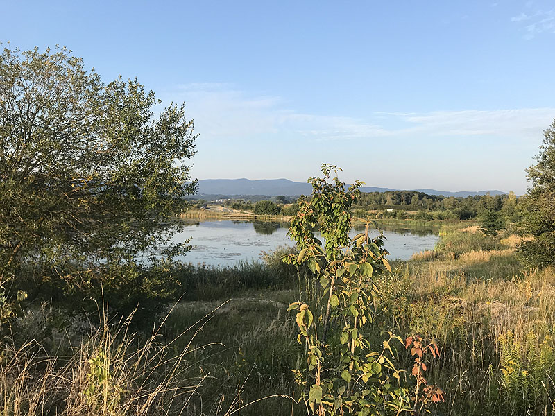 Hackerweiher (Deggendorf-Natternberg, Bayern)