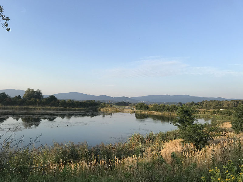 Hackerweiher (Deggendorf-Natternberg, Bayern)