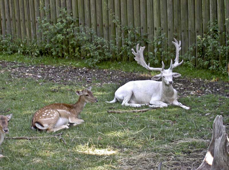 Königlicher Hirschgarten (München)