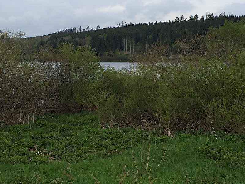 Kirnbergsee (Bräunlingen, Baden-Württemberg)