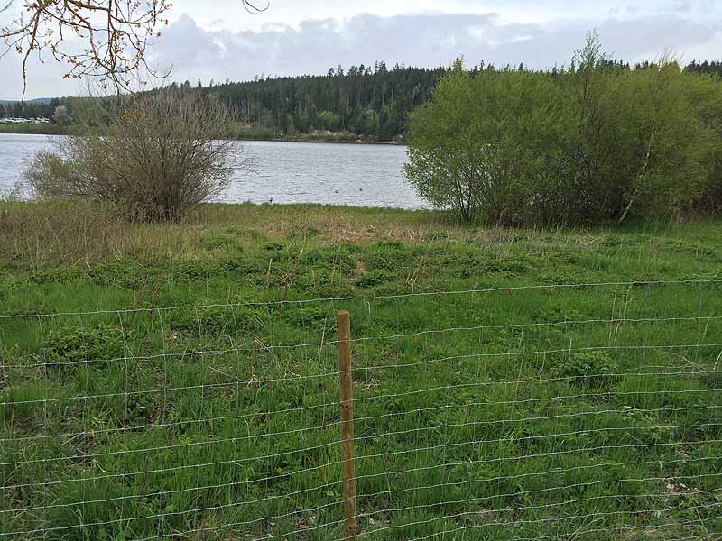 Kirnbergsee (Bräunlingen, Baden-Württemberg)