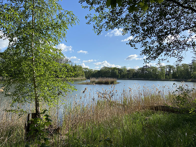 Langer See (Reichenow-Möglin, Brandenburg)