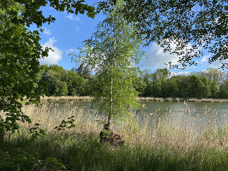 Langer See (Reichenow-Möglin, Brandenburg)