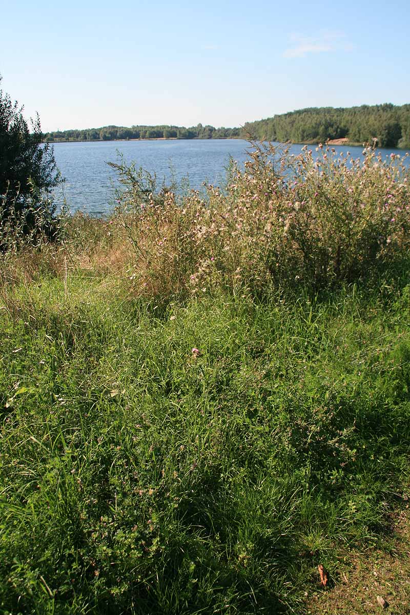 Kulkwitzer See (Leipzig-Grünau, Sachsen)