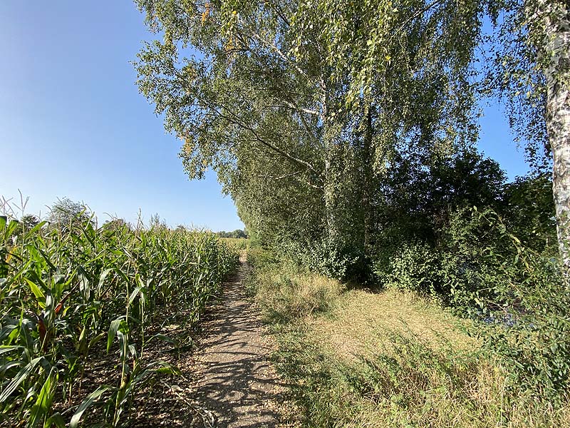 Der Marzlinger Weiher aus dem Jahr 2020