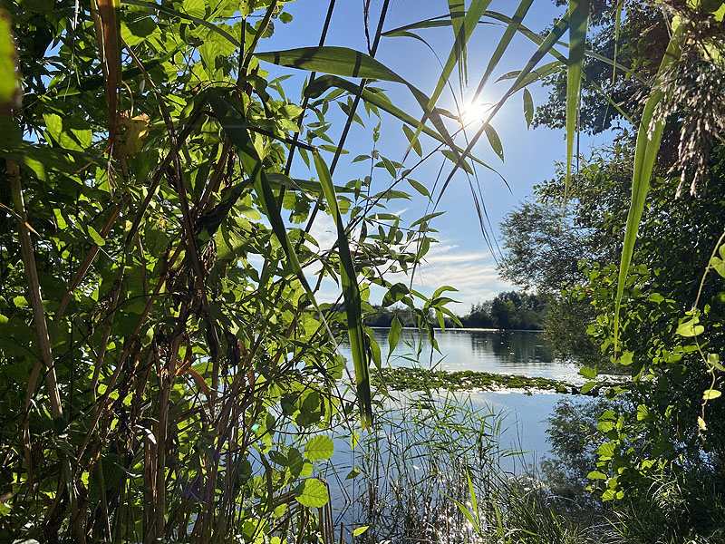Der Marzlinger Weiher bei Freising im Jahr 2023
