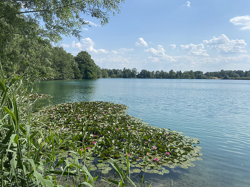 Der Marzlinger Weiher bei Freising im Jahr 2023