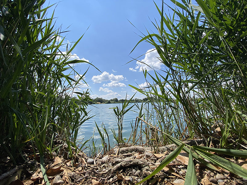 Der Marzlinger Weiher bei Freising im Jahr 2023