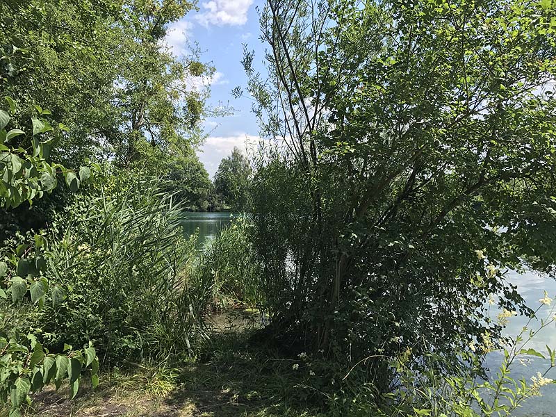 Mückensee Obergrashof bei Dachau