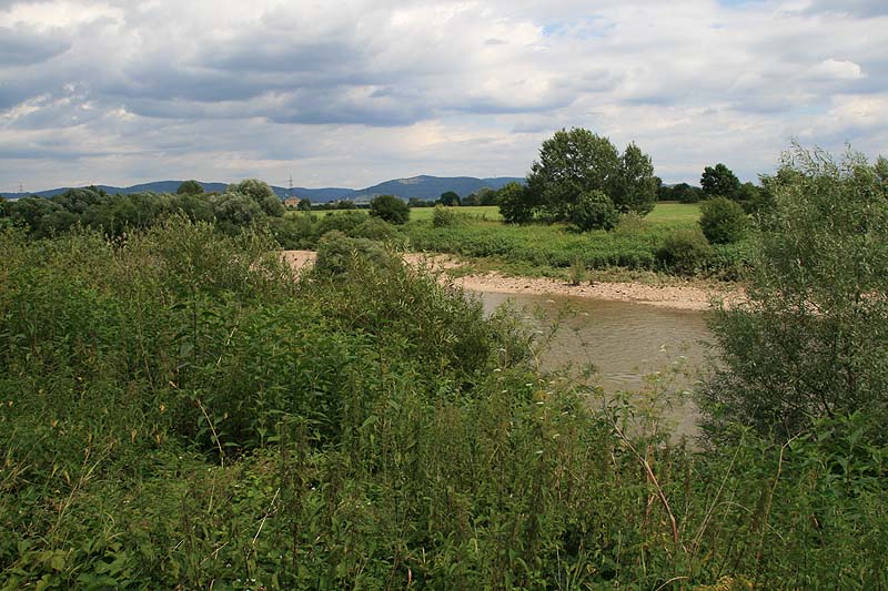 Neckarschleife (Ilvesheim, Baden-Württemberg)