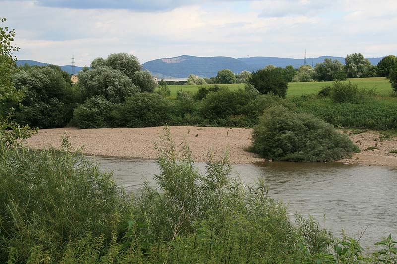 Neckarschleife (Ilvesheim, Baden-Württemberg)