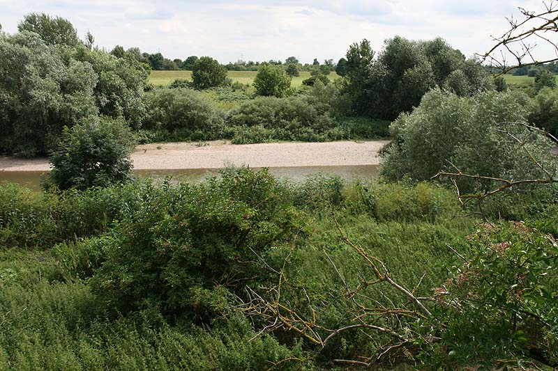 Neckarschleife (Ilvesheim, Baden-Württemberg)