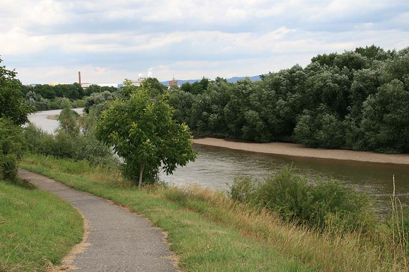 Neckarschleife (Ilvesheim, Baden-Württemberg)