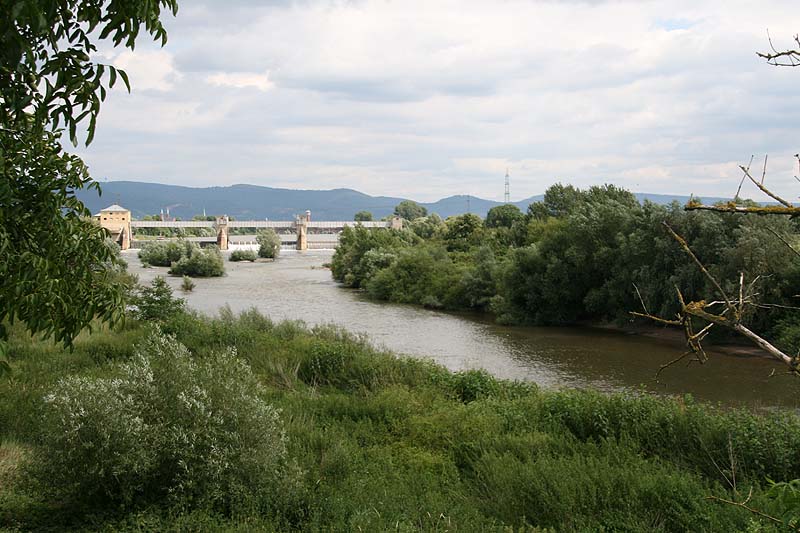 Neckarschleife (Ilvesheim, Baden-Württemberg)