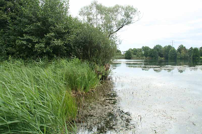 Baggersee (Nimburg, Baden-Württemberg)