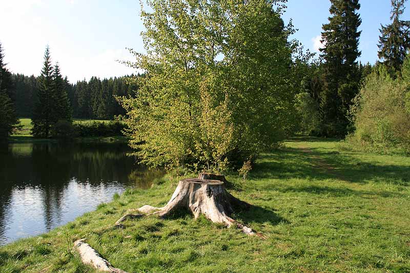 Ochsenbacher Teich (Ilmenau, Thüringen)