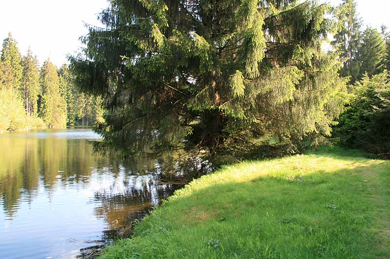 Ochsenbacher Teich (Ilmenau, Thüringen)