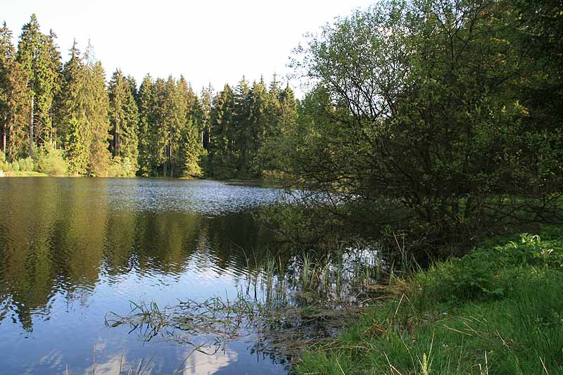 Ochsenbacher Teich (Ilmenau, Thüringen)