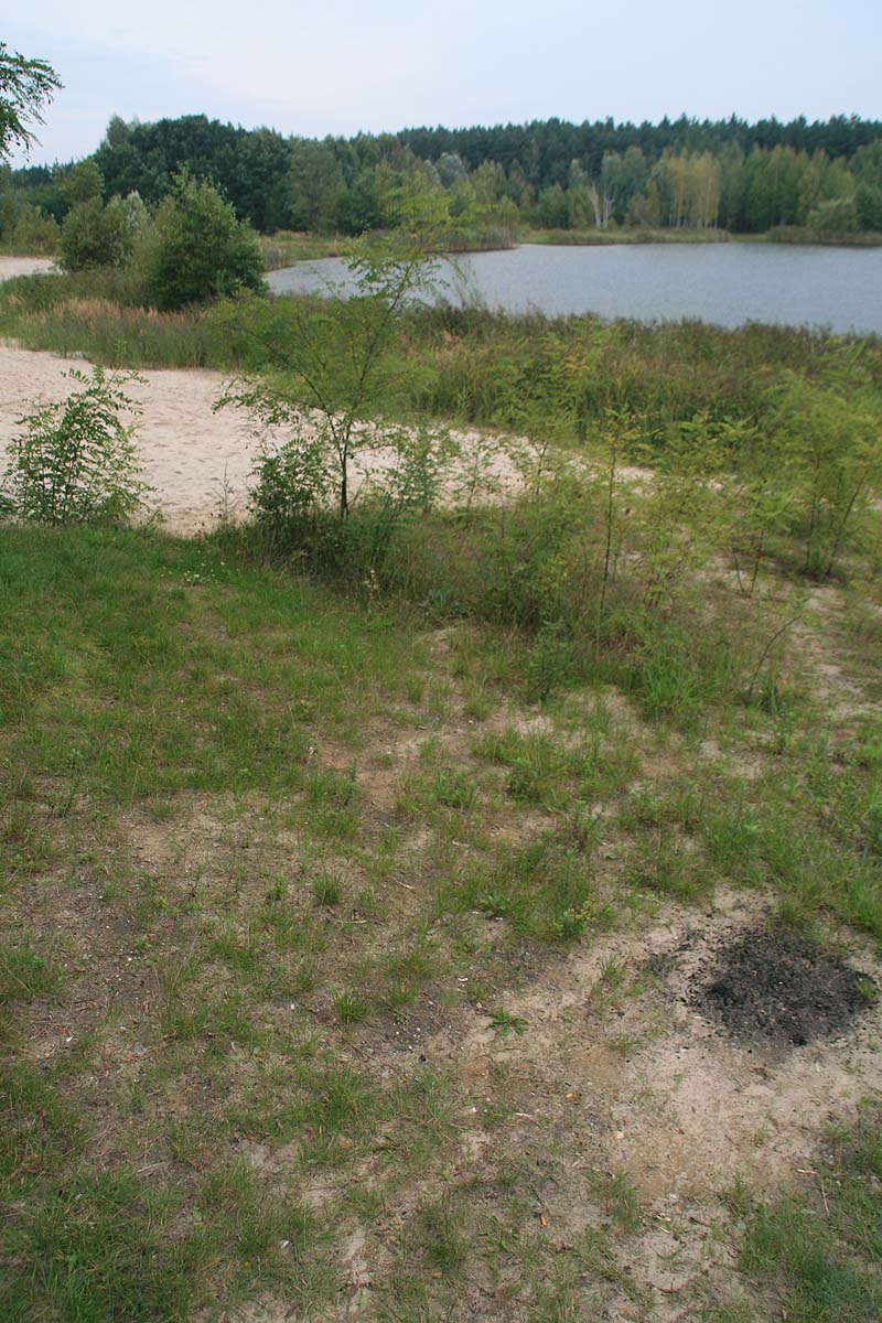 Sachsendorfer Badesee (Cottbus, Brandenburg)