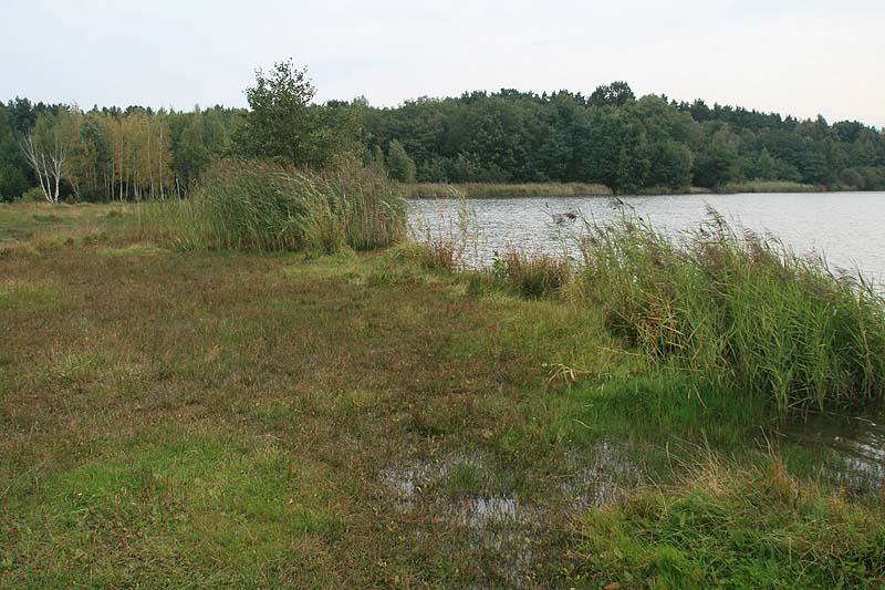 Sachsendorfer Badesee (Cottbus, Brandenburg)