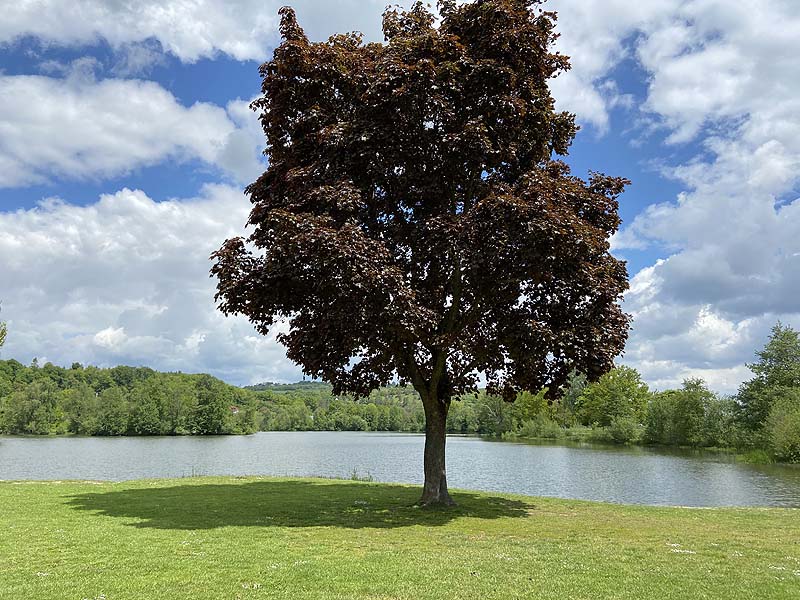 Der Badesee Naturbad Saltendorf in Teublitz