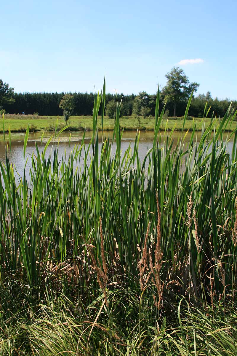 Augensee (Schleiz, Thüringen)